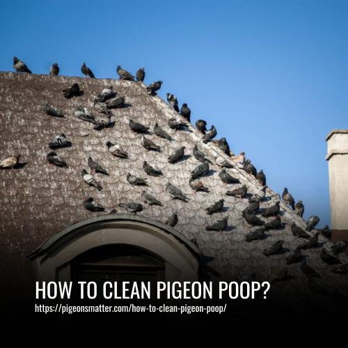 How To Clean Pigeon Poop