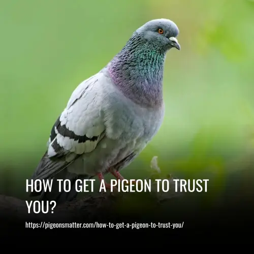 How To Get A Pigeon To Trust You