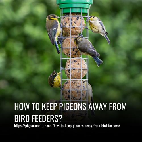 How To Keep Pigeons Away From Bird Feeders