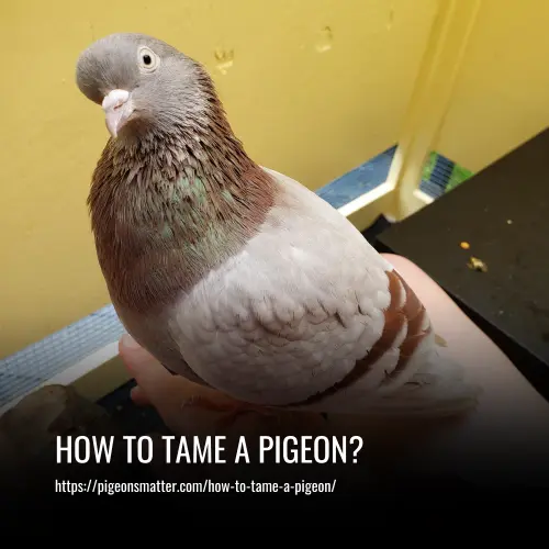 Read more about the article How To Tame A Pigeon?