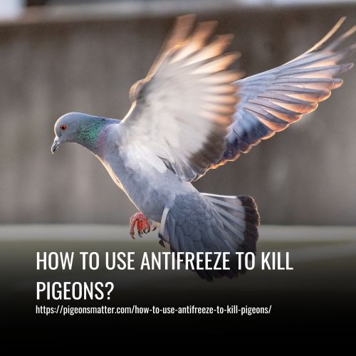 How To Use Antifreeze To Kill Pigeons