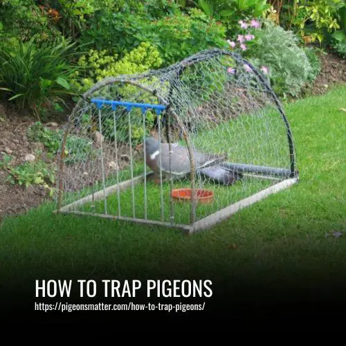 How to Trap Pigeons