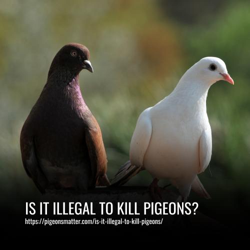 Read more about the article Is It Illegal To Kill Pigeons?