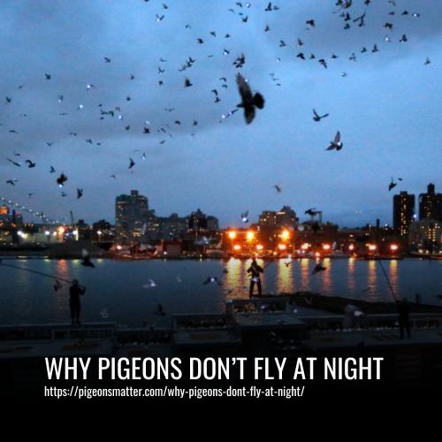 Read more about the article Why Pigeons Don’t Fly At Night?