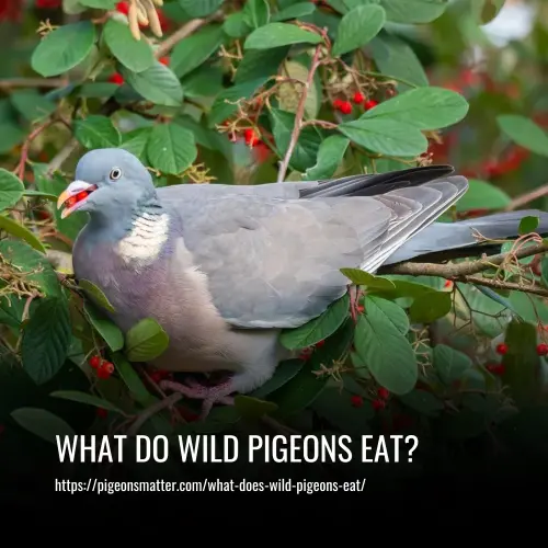 What Do Wild Pigeons Eat
