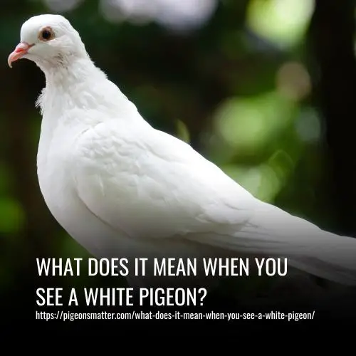 What Does It Mean When You See A White Pigeon