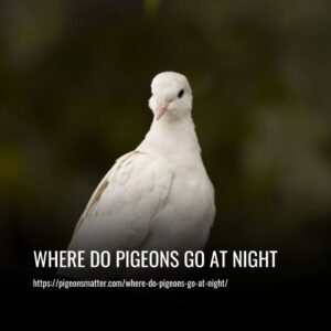 Read more about the article Where Do Pigeons Go At Night