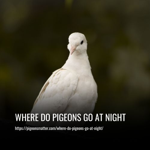 Where Do Pigeons Go At Night