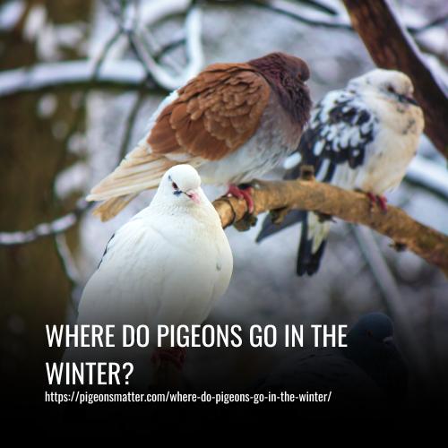 Where Do Pigeons Go In The Winter