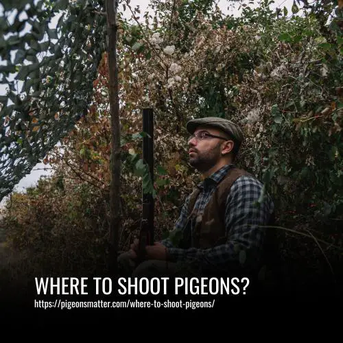 Read more about the article Where To Shoot Pigeons?