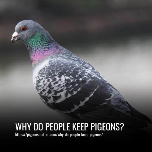 Why Do People Keep Pigeons