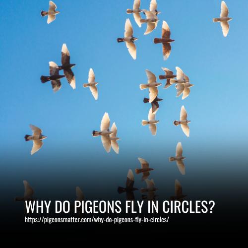 Why Do Pigeons Fly In Circles