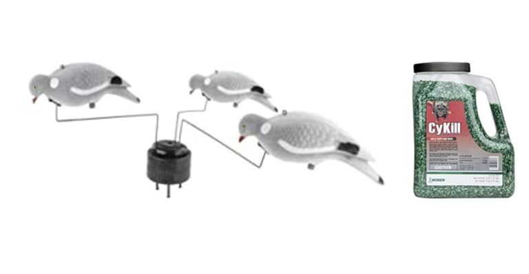 Lure ‘Em Up! The Top Bait for Pigeon Fishing