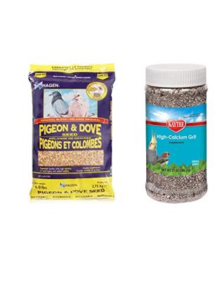 Feeding Baby Pigeons: The Best Foods for a Healthy Start