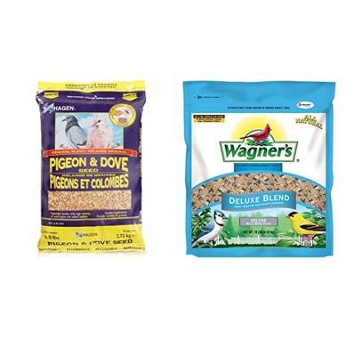 Warm Up Winter: The Best Food for Pigeons