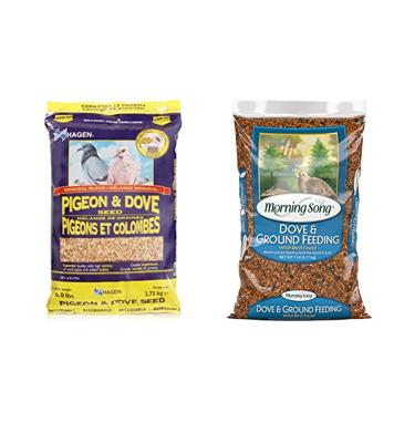 Feasting Feathered Friends: The Top Foods for Wild Pigeons