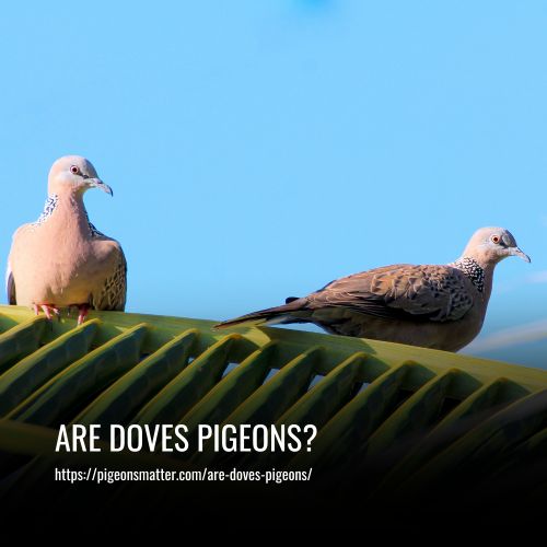 Are Doves Pigeons The Surprising Answer