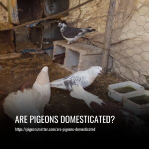 Read more about the article Are Pigeons Domesticated? The History And Biology Of Pigeons