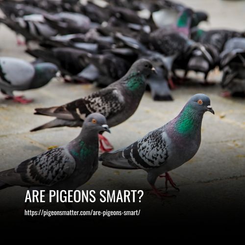 Are Pigeons Smart