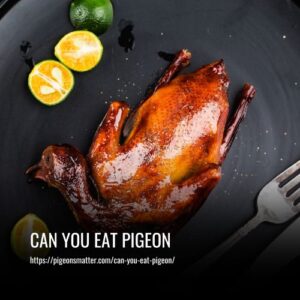 Read more about the article Can You Eat Pigeon? Is it safe? Everything You Need to Know