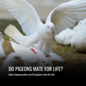 Read more about the article Do Pigeons Mate for Life? Everything You Need to Know