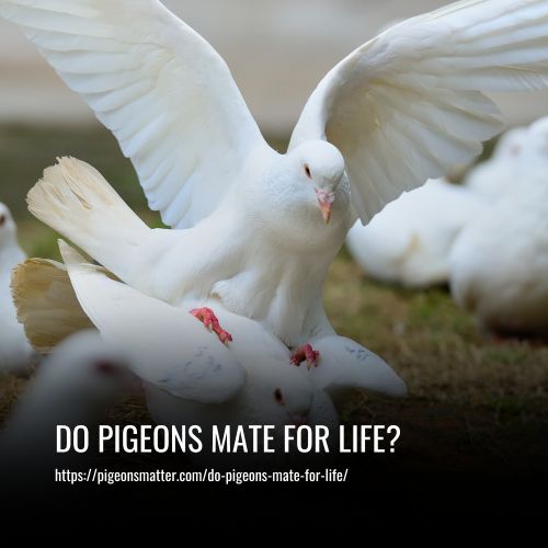 Do Pigeons Mate for Life
