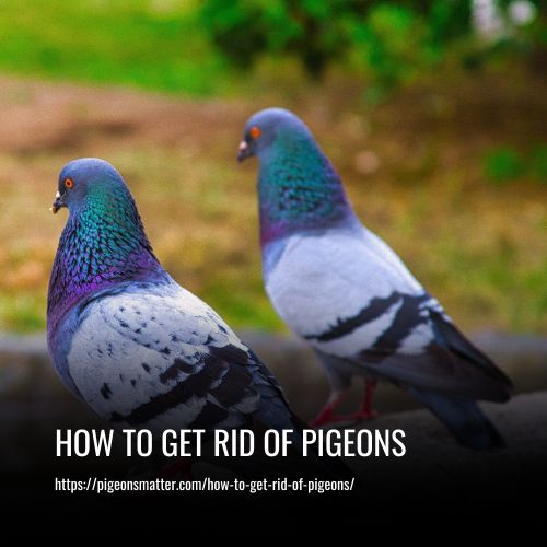 How to Get Rid of Pigeons