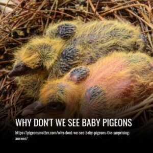 Read more about the article Why Don’t We See Baby Pigeons? The Surprising Answer