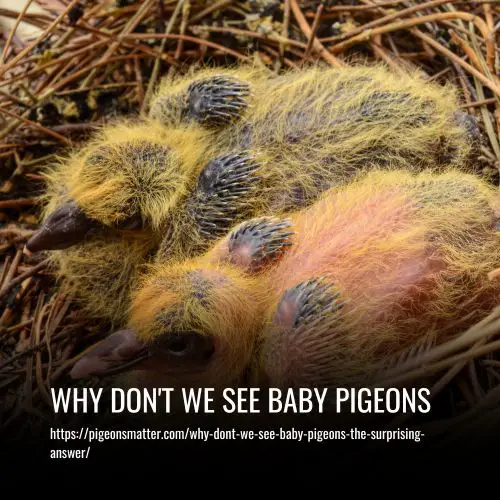 Why Don't We See Baby Pigeons