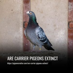 Read more about the article Are Carrier Pigeons Extinct? Exploring the Fascinating Bird