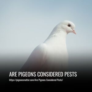 Read more about the article Are Pigeons Considered Pests? Exploring the Debate