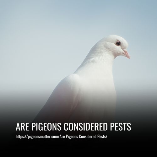 Are Pigeons Considered Pests