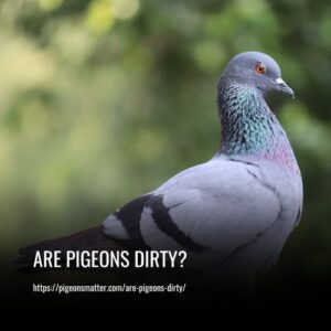 Read more about the article Are Pigeons Dirty?