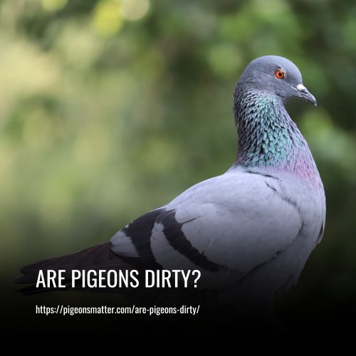 Are Pigeons Dirty