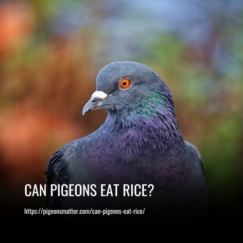 Can Pigeons Eat Rice