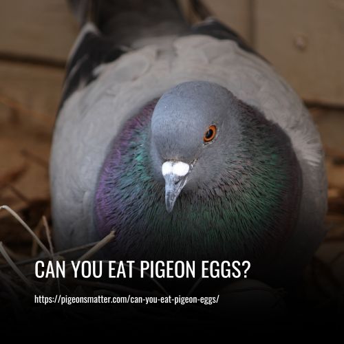 Can You Eat Pigeon Eggs