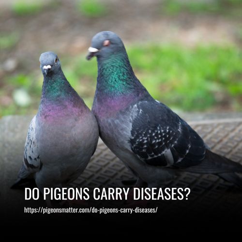 Do Pigeons Carry Diseases