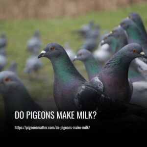 Read more about the article Do Pigeons Make Milk?