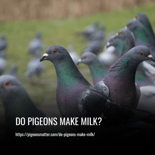 Do Pigeons Make Milk