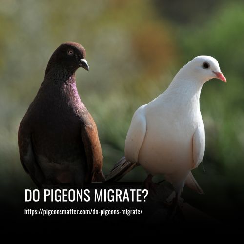 Do Pigeons Migrate