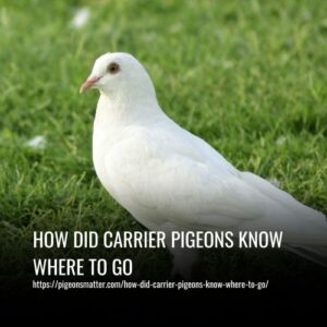 Read more about the article How Did Carrier Pigeons Know Where To Go