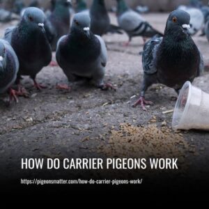 Read more about the article How Do Carrier Pigeons Work: A Comprehensive Guide