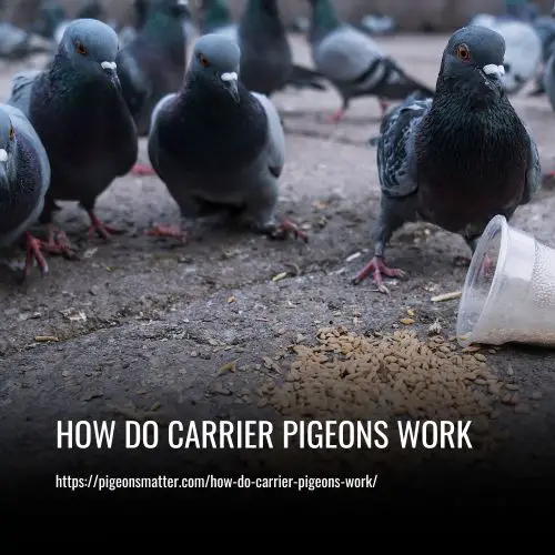 How Do Carrier Pigeons Work