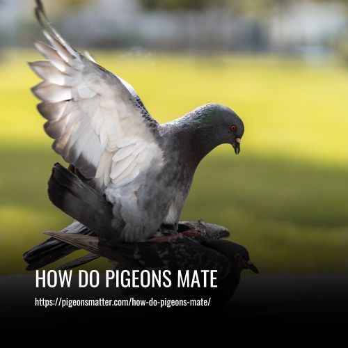 How Do Pigeons Mate