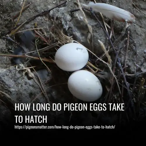 How Long Do Pigeon Eggs Take To Hatch