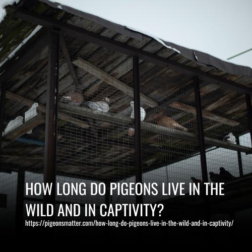How Long Do Pigeons Live in the Wild and in Captivity