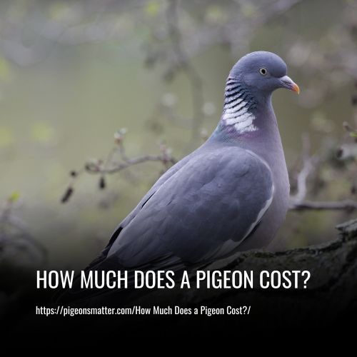 How Much Does a Pigeon Cost
