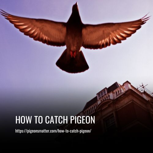 How To Catch Pigeon