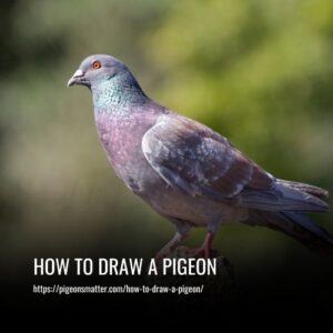 Read more about the article How To Draw A Pigeon?
