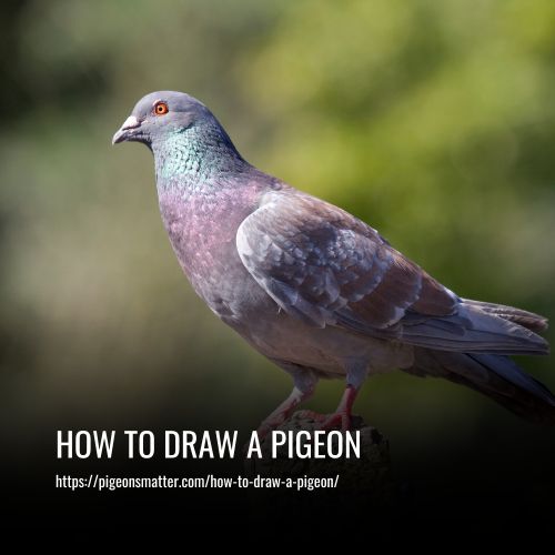 How To Draw A Pigeon